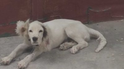 100% tozs Rus spanel uğil bola