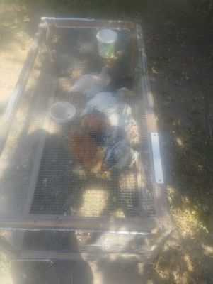 Tovuqlar sotiladi