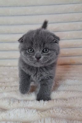 Scottish Fold Blue Sotiladi 1 oylik mushukcha Toza