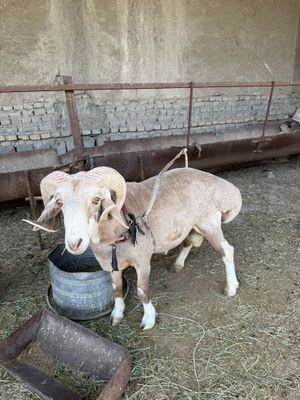 Qochqor bara urashadigan zotli mol