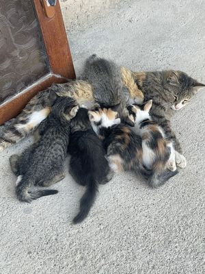 Отдам даром котят