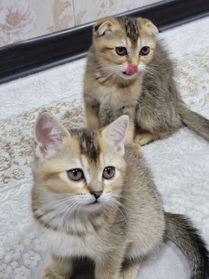 Scottish fold va Scottish stright