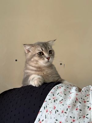 Срочно Продаётся молодой парень