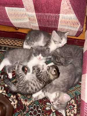 Продается котята скотеш страйт, Фолд