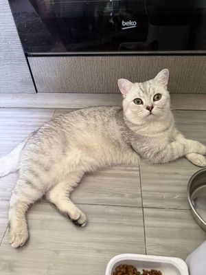 Вязка серебро шиншила