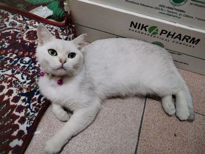 кошка шиншилла