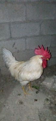 Хороз 2та Товук1та