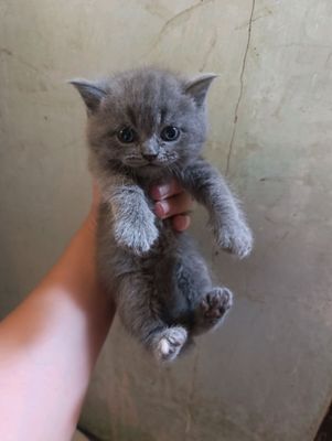 котята скотиш страйт мальчики от правильной вязки