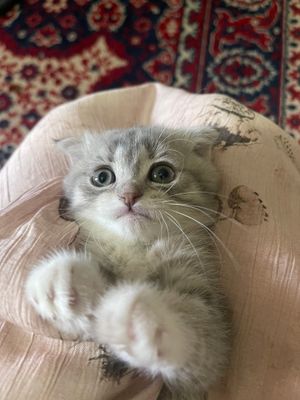Scottish fold bilan britan