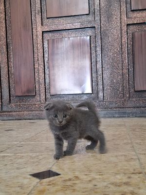 Продаётся чисто серый котёнок шотландской вислоухой породы!