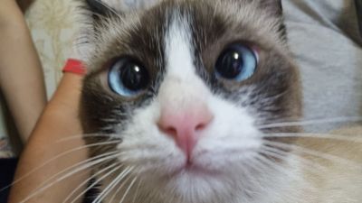 Кошка сноу-шоу..
