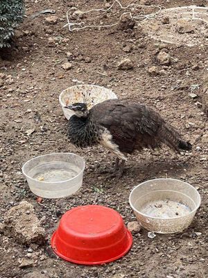 Павлин , (Pavo cristatus) зотига мансуб Товус жўжалари сотилади