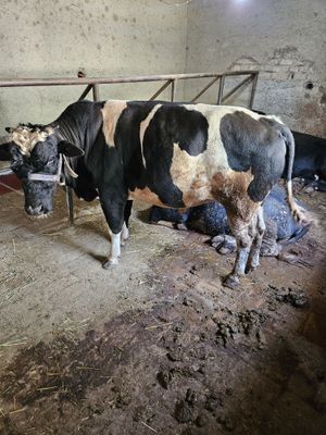 Mollar sotiladi sifatli mollar