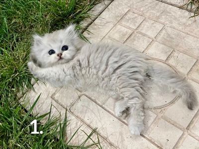 Продаются Британские шиншилы, 100-150$ чистая кровь,королевская порода