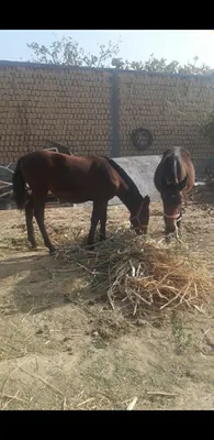 Ot sotiladi qorabayir