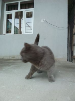 Zotor mushuk oʻgil bola