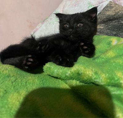 котик породистый