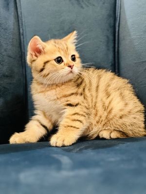 Продаются породистые котята