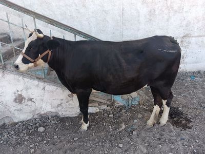 Bogoz brinchisi ga 5 oylik