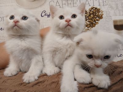 Продается котята