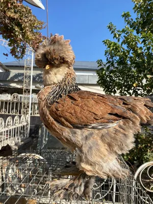 Галландка сотилади