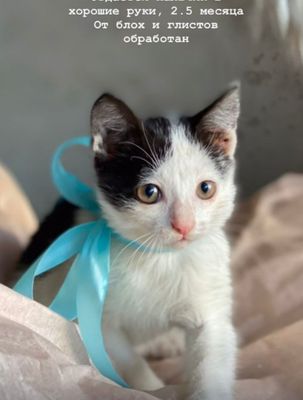 Домашний котенок