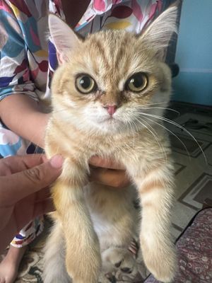 Кошка Золотая шиншилла вислоухая