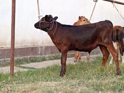 Buqa 2 ta 1 ta gonajn jami 3ta