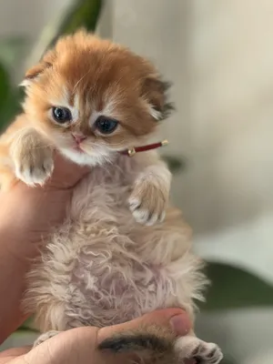 Продается плюшевый мальчик золотой шиншила