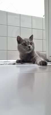 кошка