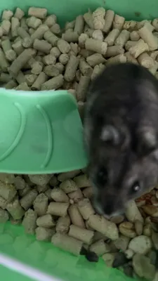 Хомяк домашний Джунгарик