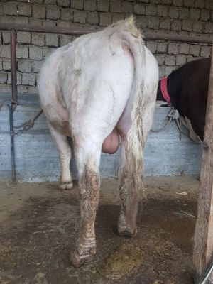 Buqa sotiladi avlikol