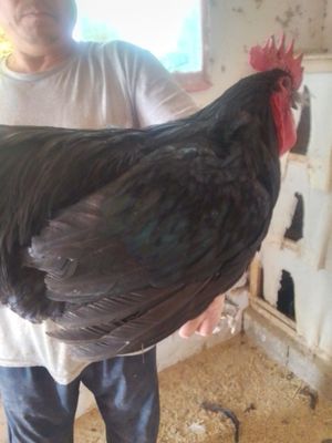 Продам петухов остралоб кора шахзода