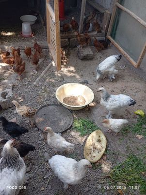 Продам цыплят , курей