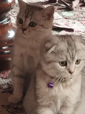 Серебристая шиншилла сотидади