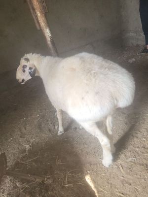 Qo'chqor .Qazoqi