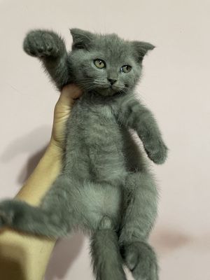 Скоттиш фолд чистокровные.