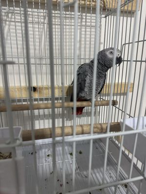 jako tayyor nar srochna sotladi