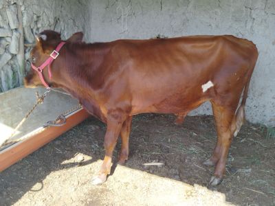 Buqqalar sotiladi