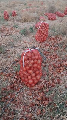 Продается Пиез сотилади