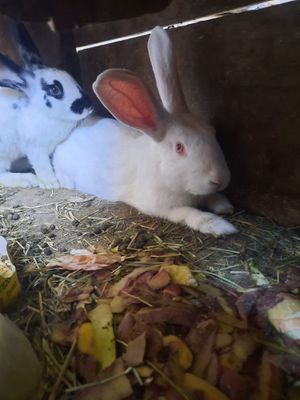 Erkak va ayol quyonlar