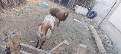 Qoylar zor narxda sotiladi
