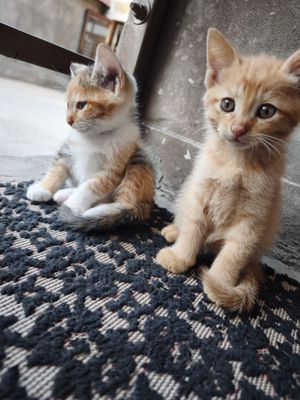 мушук боллари( котенок) сотилади