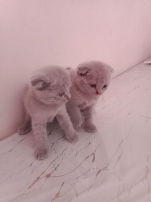 Шатланский висла уха