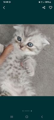Скотишь фолд мальчик девочка