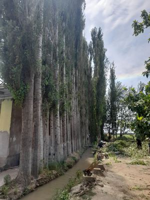 Terak sotip olamiz 100 000 dan
