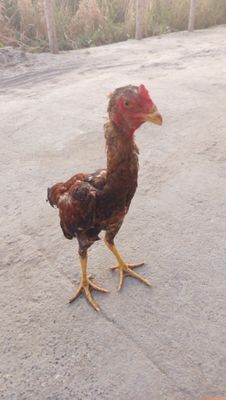 dakan