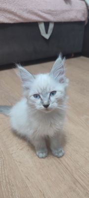 продается котенок