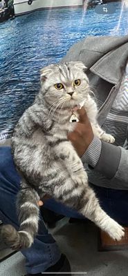 Мушук СОТИЛАДИ. Зоти тоза Скотиш фолд