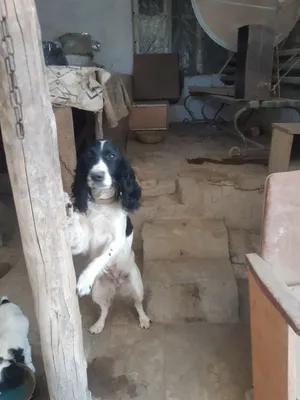 ovchi it 1yarim yosh